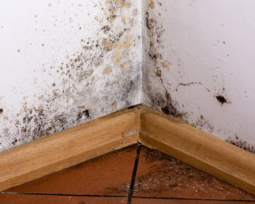 Mold Remediation